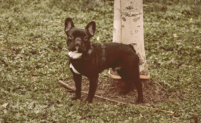 French bulldog on the woods looking