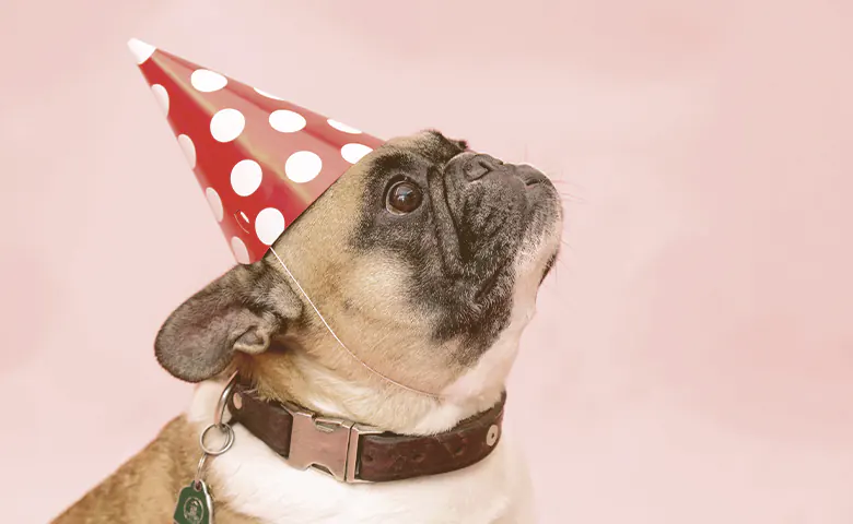 French bulldog with birthday hat looking up
