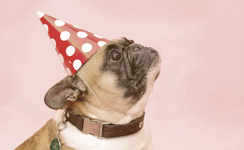 French bulldog with birthday hat looking up French bulldog with birthday hat looking up