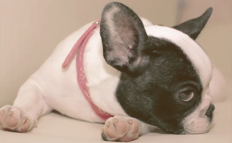 French bulldogs laying down with head on top of the paw