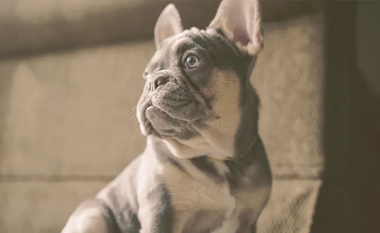 French bulldogs sitting looking away