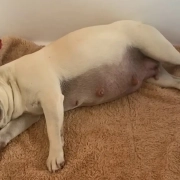 French bulldog pregnant laying down