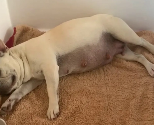 French bulldog pregnant laying down