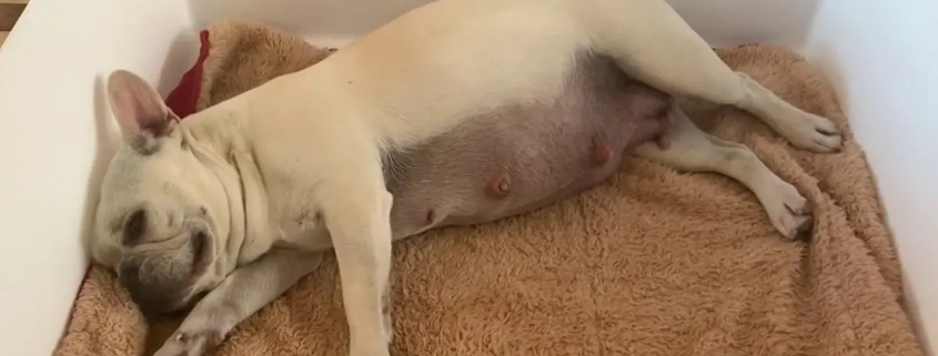 French bulldog pregnant laying down