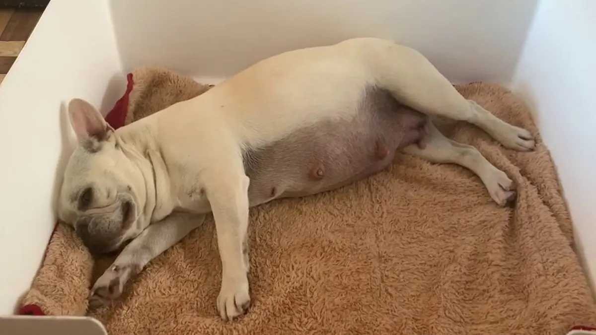 French bulldog pregnant laying down