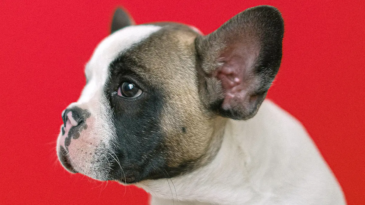 French bulldog looking