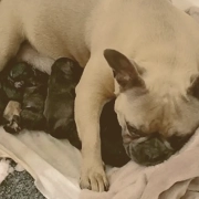 female French bulldog feeding her puppies