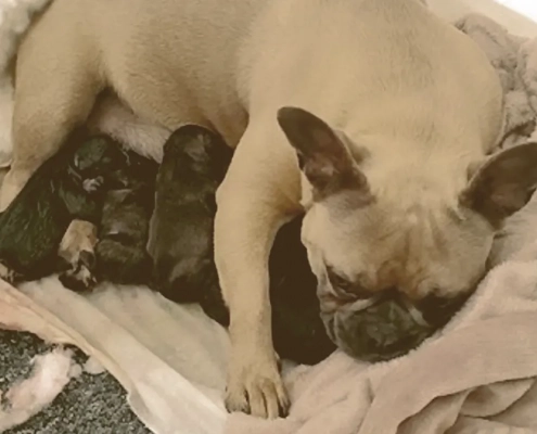 female French bulldog feeding her puppies