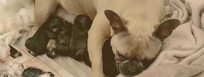 female French bulldog feeding her puppies