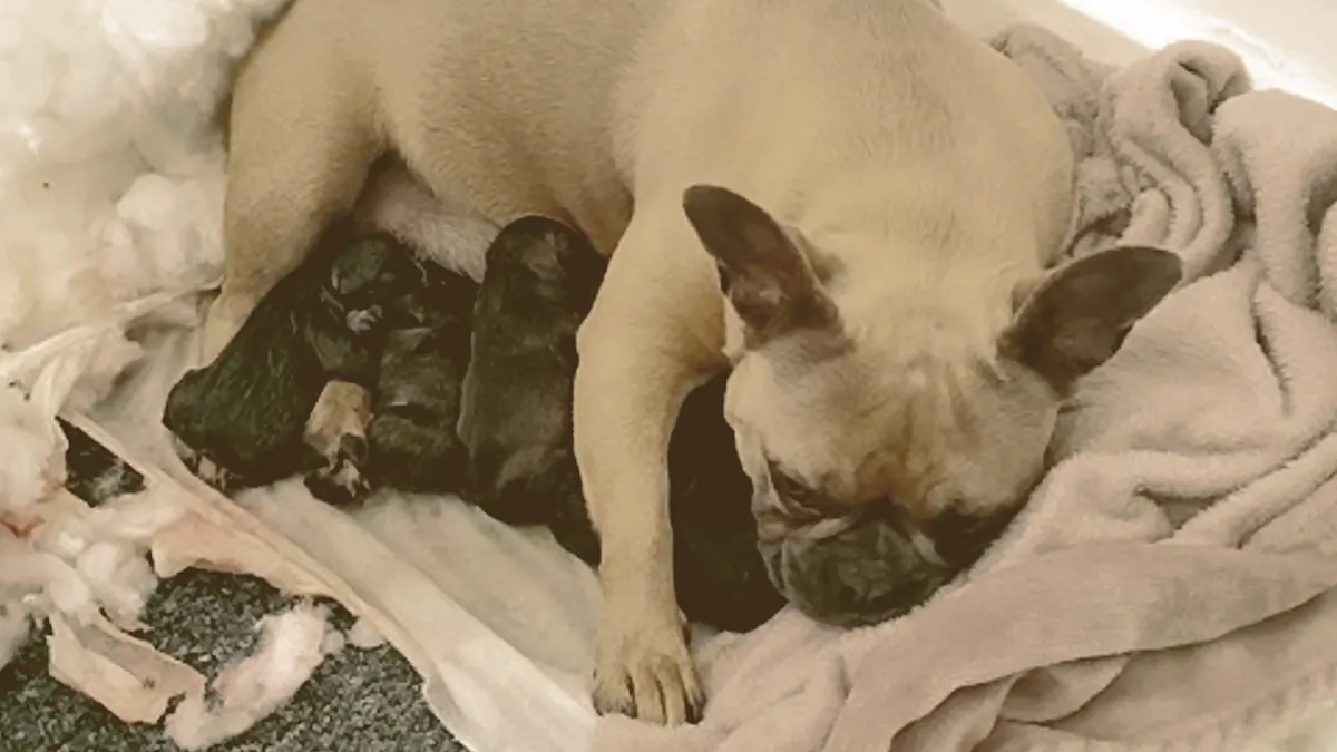 female French bulldog feeding her puppies