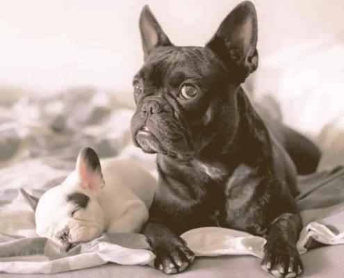 female French bulldog laying with her puppy