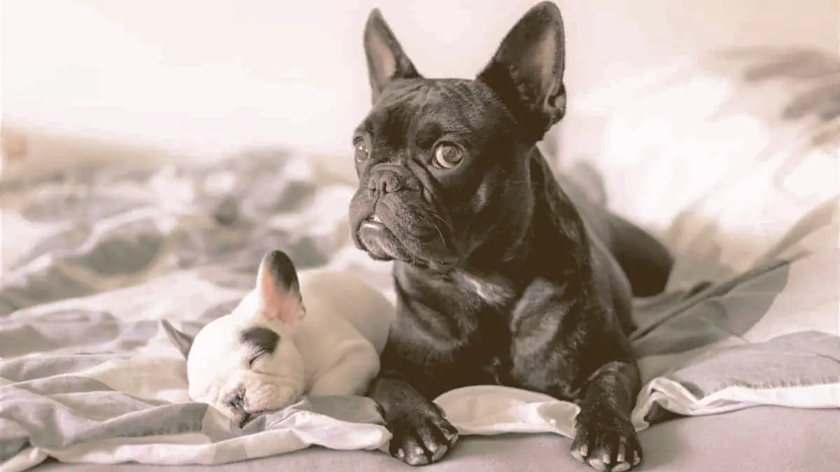 female French bulldog laying with her puppy