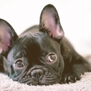 French bulldog laying on a carpet