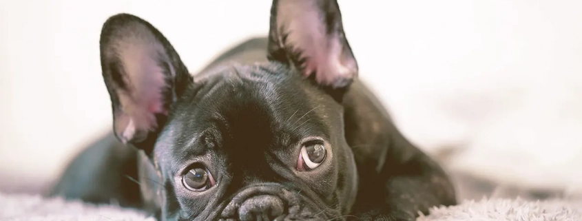 French bulldog laying on a carpet