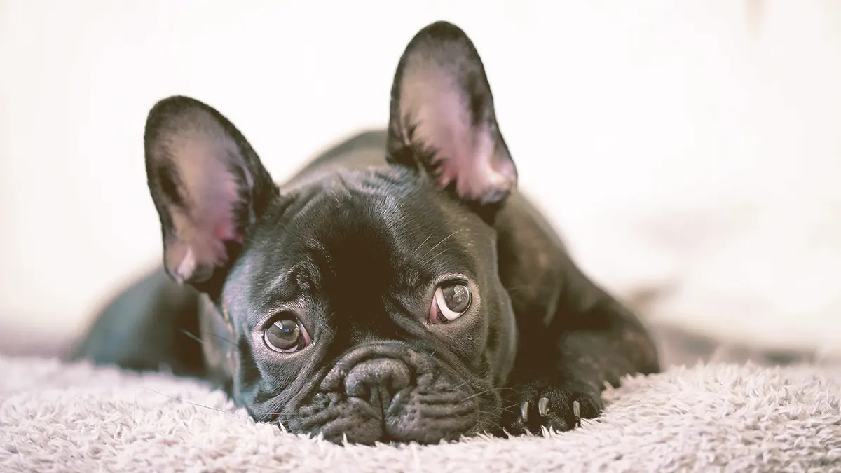 French bulldog laying on a carpet