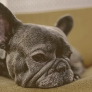 French bulldog laying on a sofa