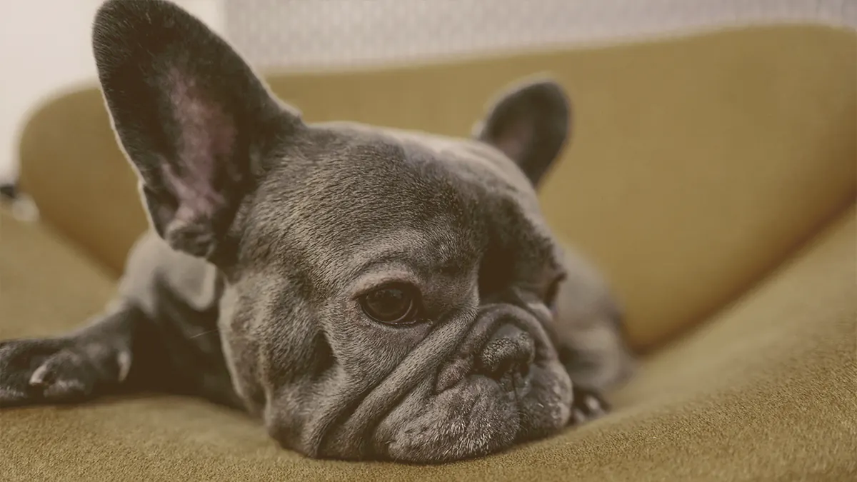 French bulldog laying on a sofa