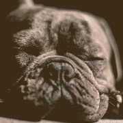 French bulldog sleeping