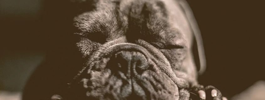 French bulldog sleeping