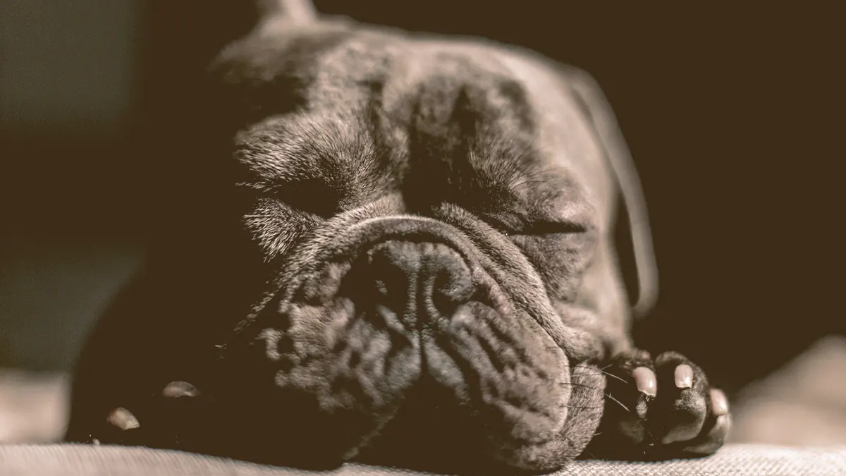 French bulldog sleeping
