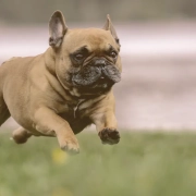 French bulldog running on the grass