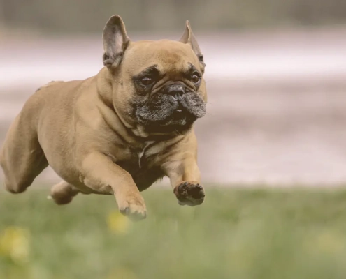 French bulldog running on the grass