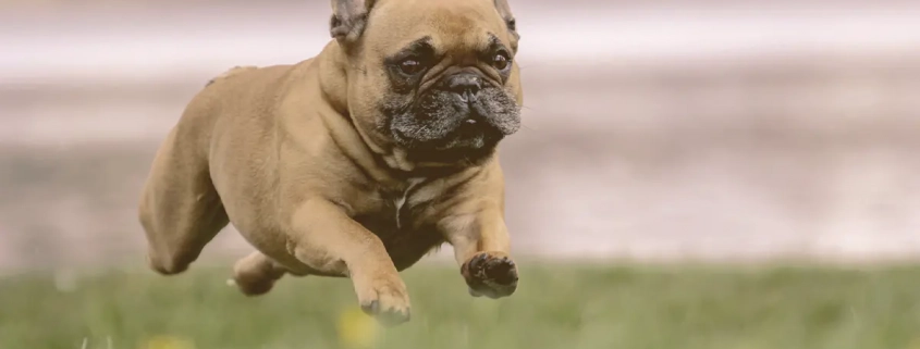 French bulldog running on the grass