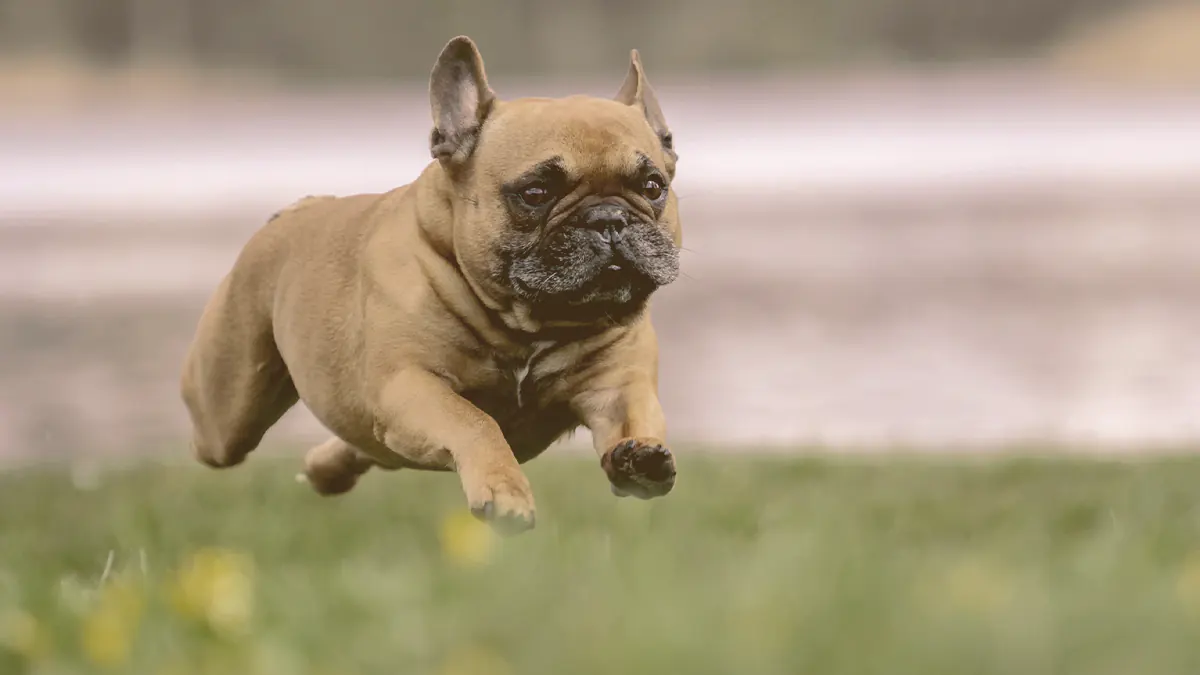 French bulldog running on the grass