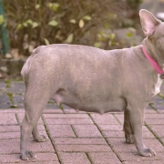 female French bulldog looking