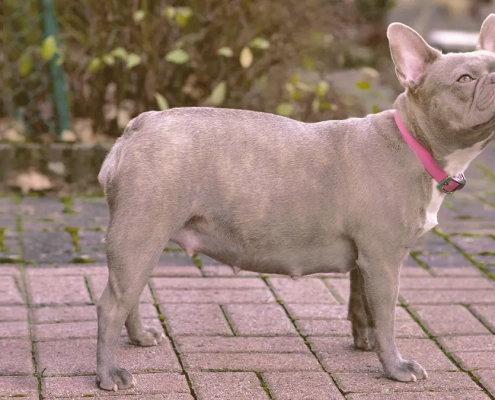 female French bulldog looking