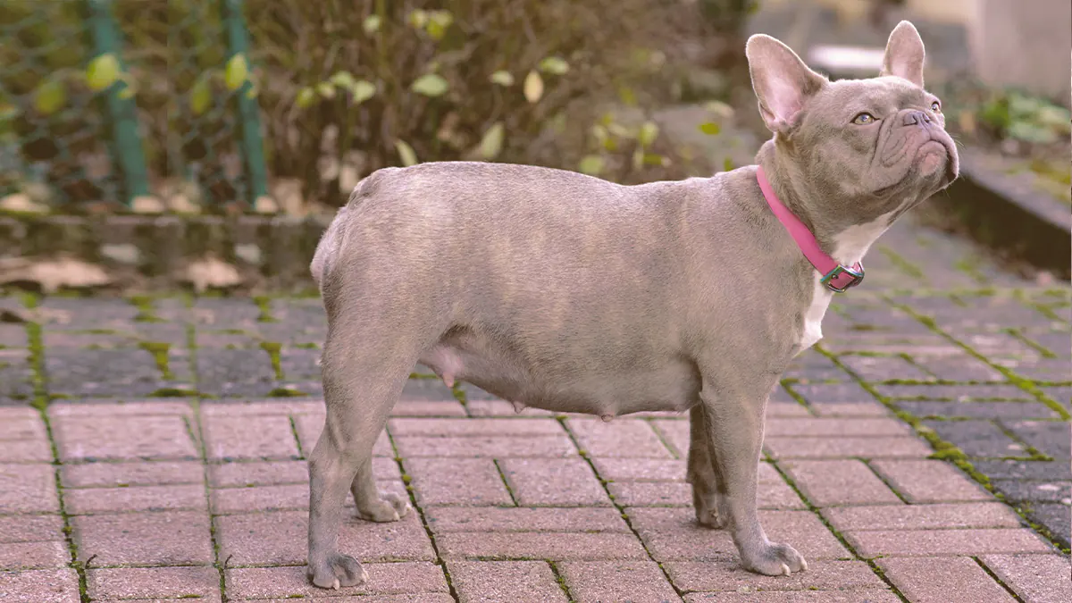 female French bulldog looking
