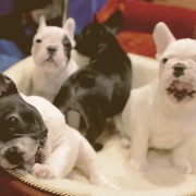 French bulldogs puppies on a basket