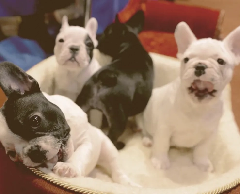 French bulldogs puppies on a basket
