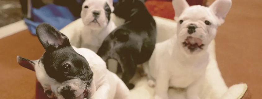 French bulldogs puppies on a basket