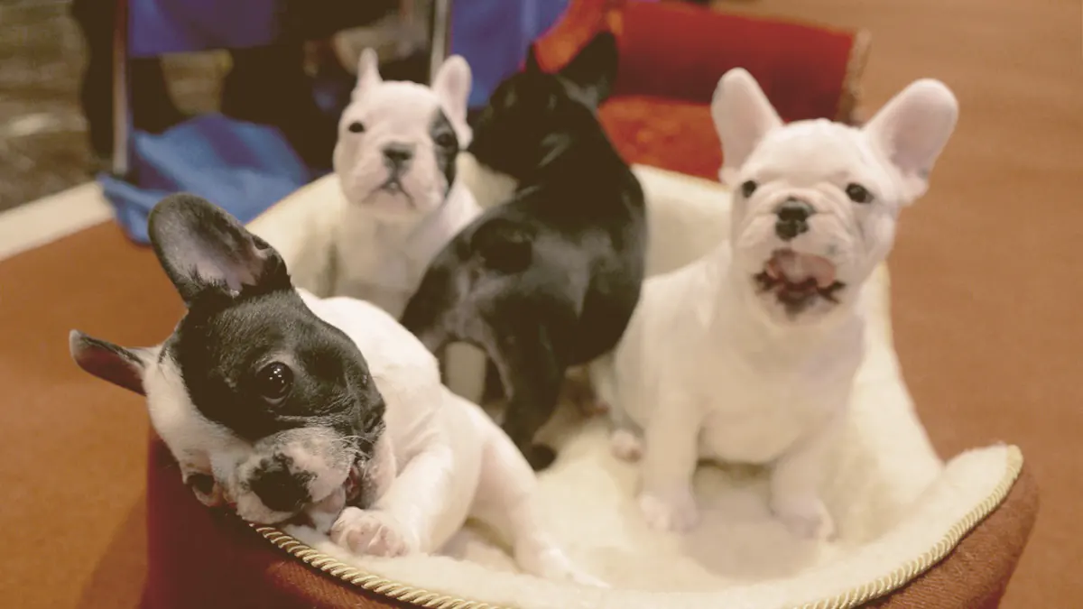 French bulldogs puppies on a basket