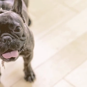 french bulldog looking up waiting for owner