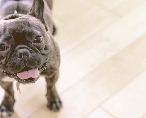 french bulldog looking up waiting for owner