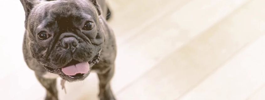 french bulldog looking up waiting for owner