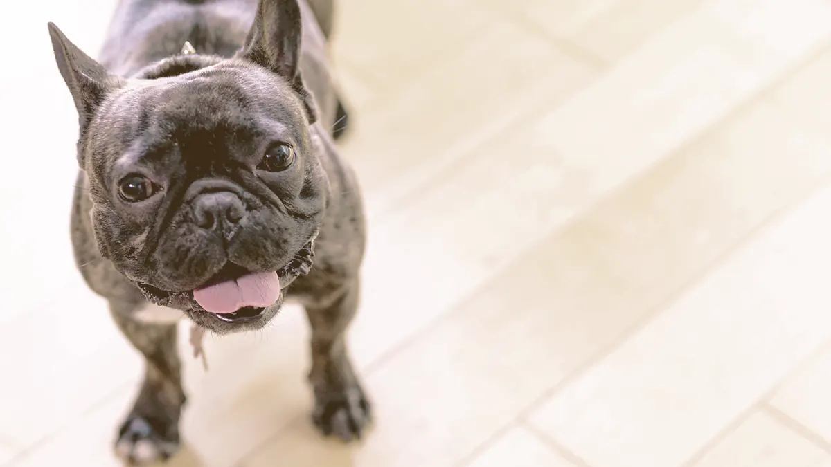 french bulldog looking up waiting for owner