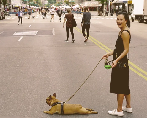 French bulldog laying on the middle of the street with owner laughing