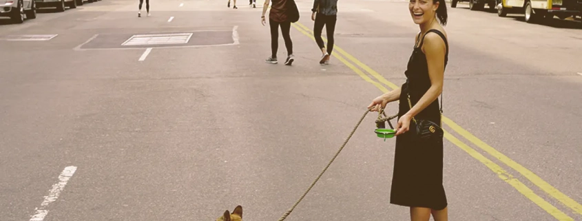 French bulldog laying on the middle of the street with owner laughing