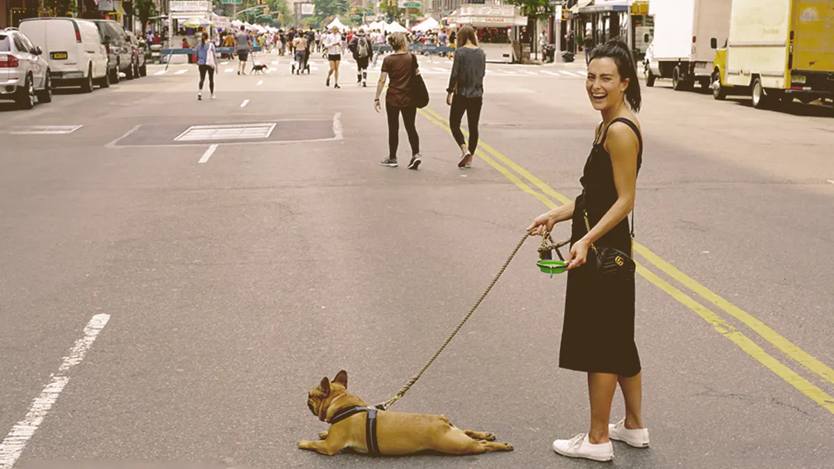 French bulldog laying on the middle of the street with owner laughing
