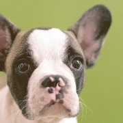 French bulldog puppy looking