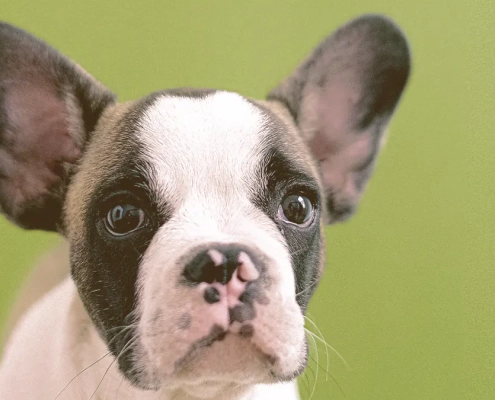 French bulldog puppy looking