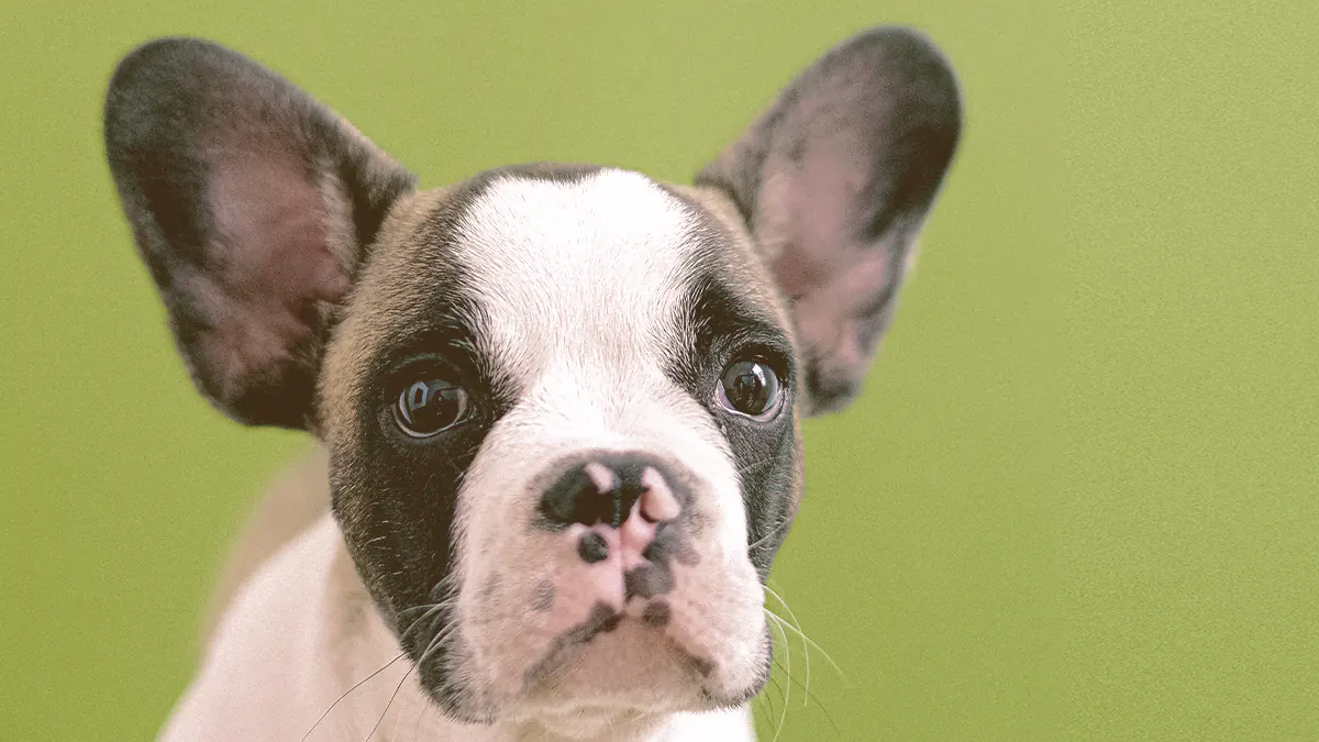 French bulldog puppy looking