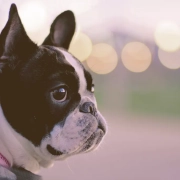 French bulldog looking