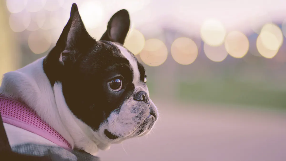 French bulldog looking