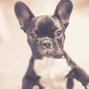 French bulldog puppy looking