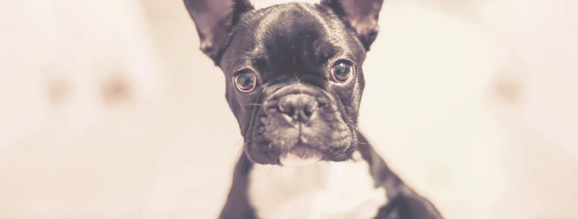 French bulldog puppy looking