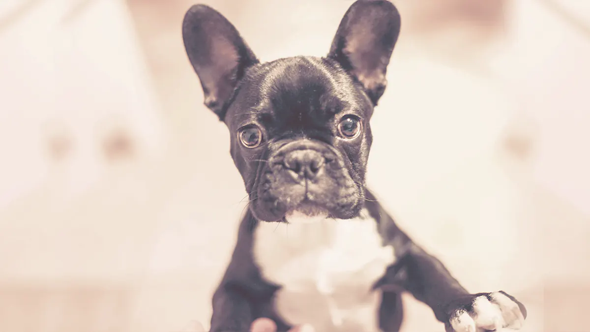 French bulldog puppy looking